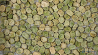 Seed